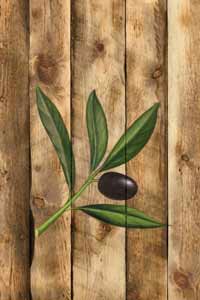 oliva